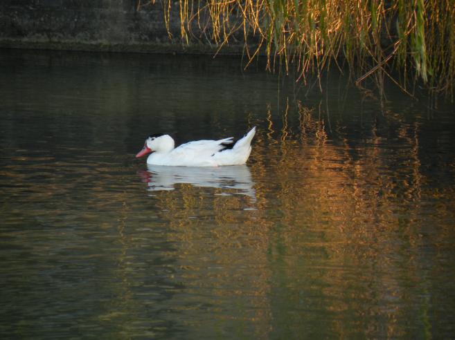  cygne